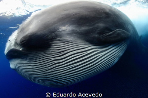 Bryde Whale by Eduardo Acevedo 